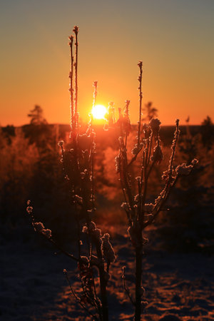 Orange evening sun and a bush in winter.の写真素材