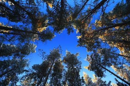 Upward view inside a pine forest with blue sky and sunlight.の写真素材
