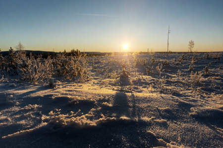 Backlit winter evening woodland plain in northern Sweden.の写真素材