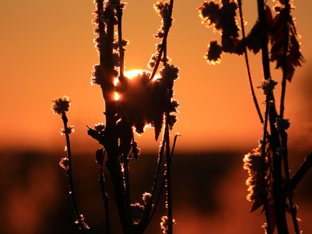 Orange evening sun behind wilted remains of wild plant.の写真素材