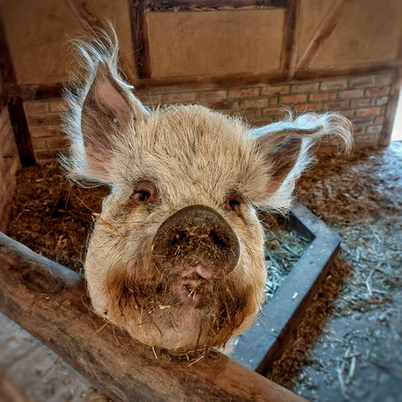 Portrait of a cute pig watching curiously.の写真素材