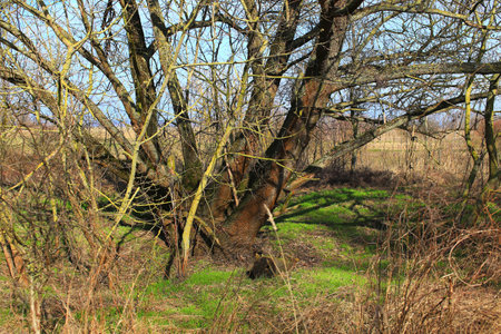 Bare tree in spring, with fresh grass growing all around.の写真素材
