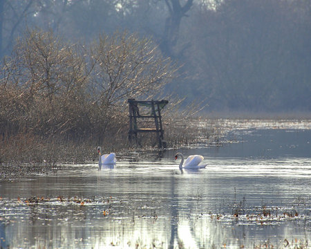 A couple of mute swans (Cygnus olor) swimming on a lake.の写真素材