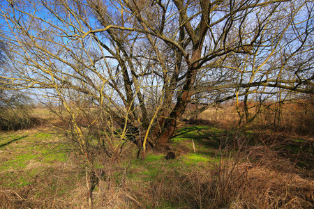 Bare tree in spring, with fresh grass growing all around.の写真素材