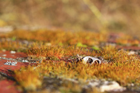 Close up of moss in sunlight with a single tab of a tin can.の写真素材
