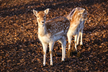 Two female sika deer (Cervus nippon) in sunlight.の写真素材