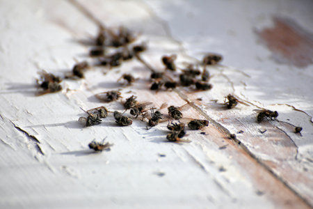 A heap of dead flesh flies (Sarcophaga species).