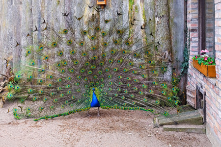 Blue peacock (Pavo cristatus) standing in yard, displaying its impressive feathers.の写真素材