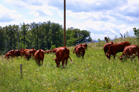 Cattle grazing field under cloudy and sunny sky.の写真素材