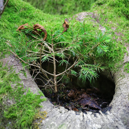 Small pine sapling growing within moss-covered tree hollow in a lush forest environment.の写真素材