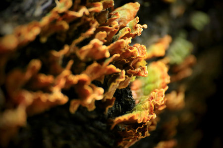 Stereum hirsutum fungus close-up showing detailed orange textures and moss layer.の写真素材