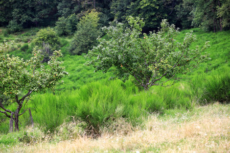 Apple trees among lush greenery in a rural landscape with hilly terrain.の写真素材