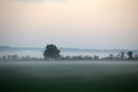 Foggy field with lone tree creating a peaceful, misty landscape in the early morning light.の写真素材