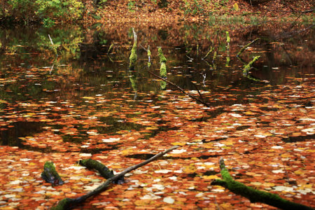 Autumn leaves floating across still water in a forest pond with mossy branches.の写真素材