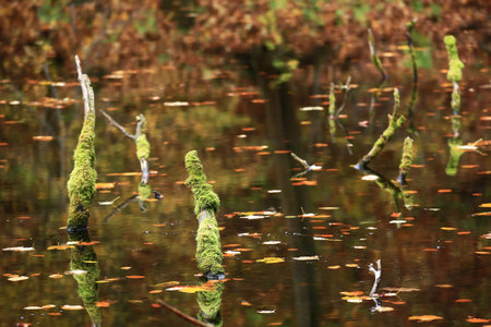 Moss-covered branches emerge from a reflective autumn pond surrounded by fallen leaves.