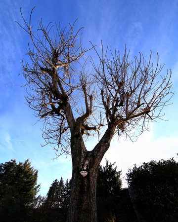 Tree with ornamental face silhouetted against a clear blue sky in a serene outdoor setting.