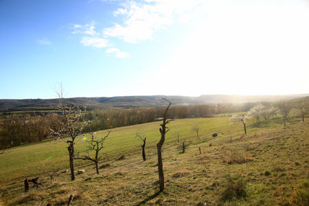 Open hillside orchard scattered with leafless trees beneath soft sun over a quiet valley in the Harz mountains, Germany.の写真素材
