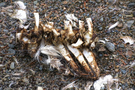 Scattered animal bones with fur and vertebrae lying on rocky forest ground.の写真素材