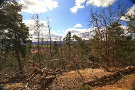 Fallen pine branches scattered across a forest clearing under a partly cloudy blue sky.の写真素材