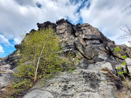 Dark rock face Grandfather in the Harz mountains with young birch tree growing beside textured cliff.の写真素材