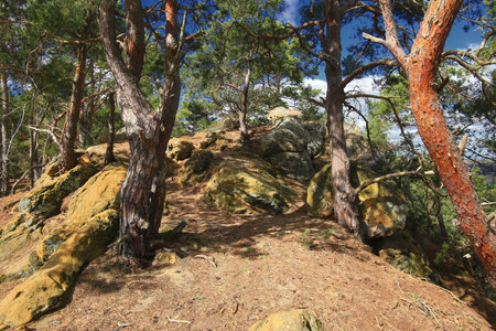 Rocky forest slope with twisted pine trees growing among sandstone formations and dry soil.の写真素材