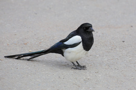 Magpie (Pica pica) tail extended as it pauses with lowered gaze on bare pavement in soft daylight.の写真素材