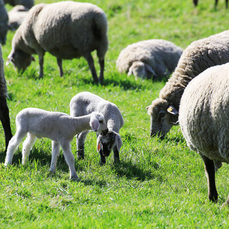 Two young lambs face each other curiously in a green field among grazing adult sheep.の写真素材