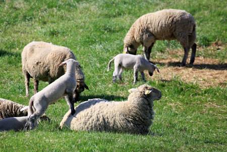 Young lambs interact with an ewe while grazing together on a sunlit green pasture.の写真素材