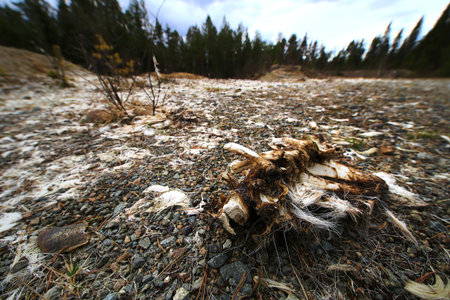 Animal remains scattered on gravel and tundra, with tufts of white fur in remote forest terrain.の写真素材