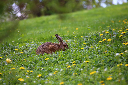 Wild hare (Lepus europaeus) grazing in spring meadow surrounded by dandelions and fresh green...
