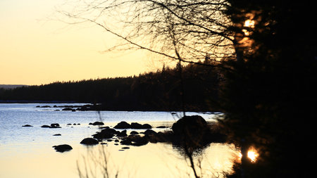 Sunset over lake casting golden reflections through silhouetted branches and still water.の写真素材