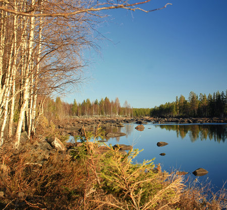 Birch forest reflections in a calm northern river Skelleftealv under a bright and clear blue morning sky.の写真素材