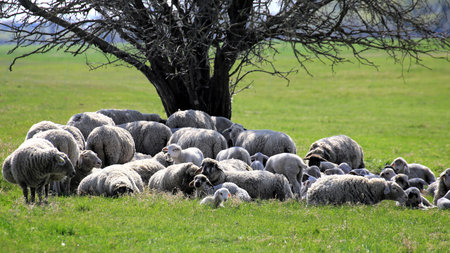 Sheep resting closely together in shade beneath a leafless tree on open pastureland.の写真素材