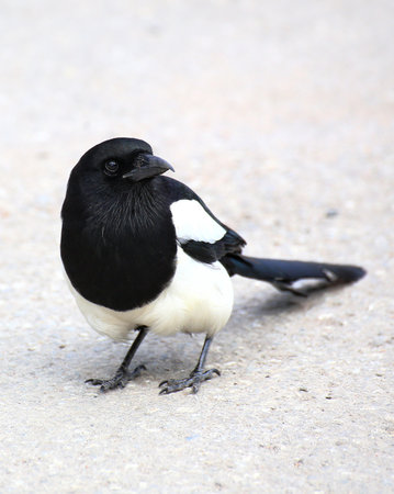 Urban magpie (Pica pica) stance with head turned and tail low on textured pale concrete.の写真素材