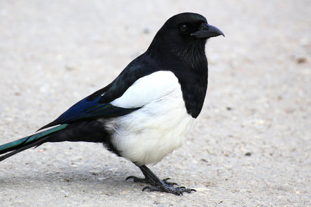 Black white feathers of a perched magpie (Pica pica) resting alertly on a paved surface in daylight.