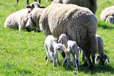 Three lambs gather behind ewe while grazing on green pasture under bright spring sunlight.の写真素材