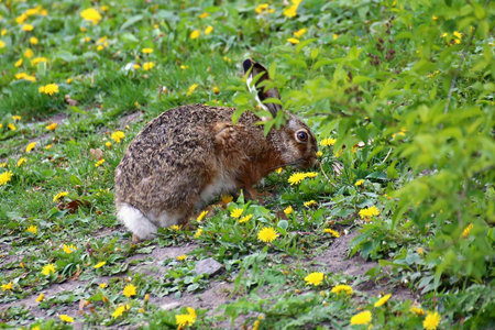 Brown hare (Lepus europaeus) grazing among spring dandelions and greenery in a quiet urban meadow.の写真素材