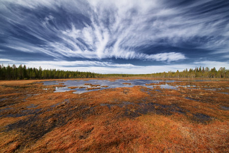 Swedish bog landscape under dramatic cloud-filled sky with patches of orange-brown vegetation.の写真素材