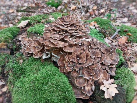 Maitake (Grifola frondosa) mushroom growing on moss-covered stump in forest under autumn foliage.の写真素材