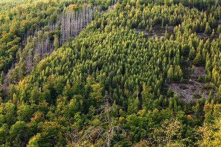 Hillside forest in the Harz mountains with evergreen growth and strip of dead trees along mountain...