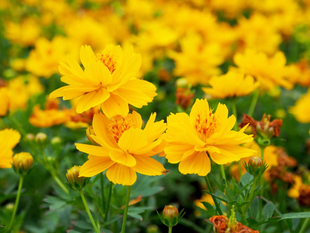 Yellow Flowersの写真素材