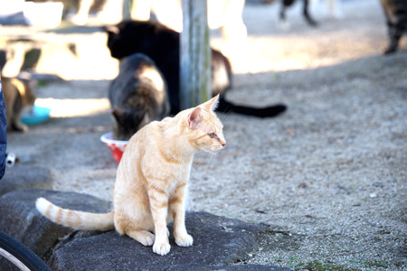 Cat sitting on the stoneの写真素材