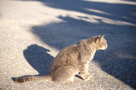 Cat sitting on roadの写真素材