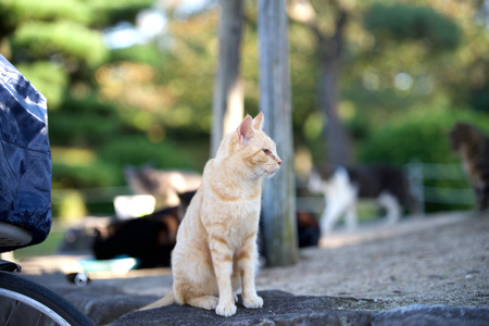 Cat sitting on the stoneの写真素材