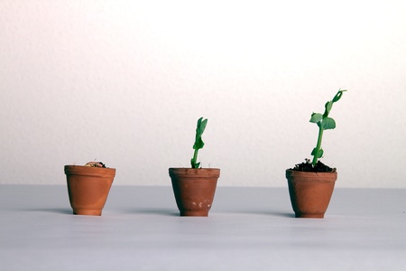 growing plants