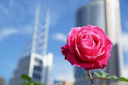 rose in the cityの写真素材