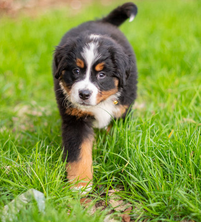 Bernese Mountain Dog puppy standing in the grass looking at the cameraの写真素材