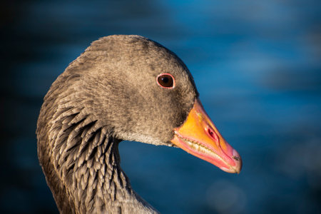 Portrait of a greylag goose (Anser anser)の写真素材