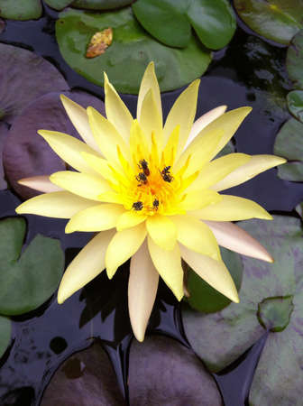 Yellow waterlily の素材