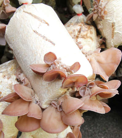 ear mushroom farm 3の写真素材